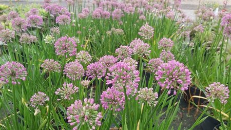 Allium 'Millennium' 2L - image 2