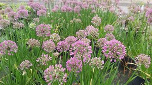 Allium 'Millennium' 2L - image 2