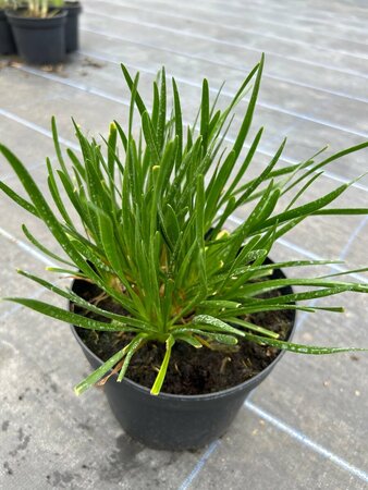Allium 'Millennium' 2L - image 1