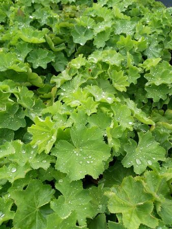 Alchemilla mollis 2L - image 2