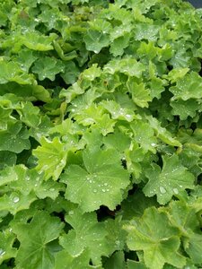 Alchemilla mollis 2L - image 2