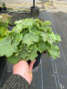 Alchemilla mollis 2L