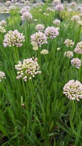 Allium Summer Beauty 2L - image 2