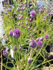 Allium schoenoprasum 2L - image 1