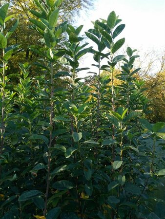 Amelanchier can. Rainbow Pillar 200-225 Wire RB