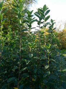 Amelanchier can. Rainbow Pillar 8/10 Bare Root