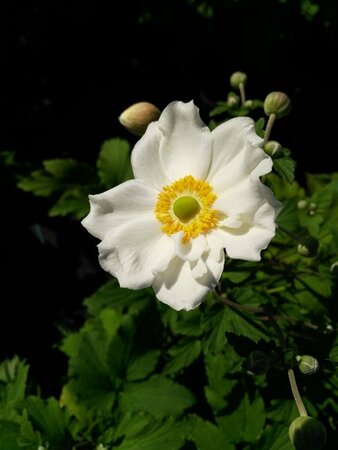 Anemone hyb. 'Honorine Jobert' 2L - image 3