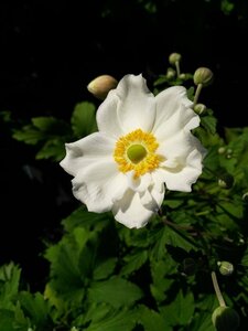 Anemone hyb. 'Honorine Jobert' 2L - image 3