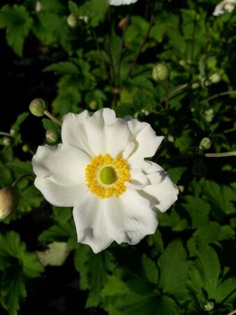 Anemone hyb. 'Honorine Jobert' 2L - image 1