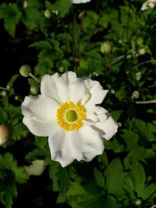 Anemone hyb. 'Honorine Jobert' 2L