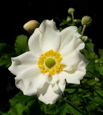 Anemone hyb. 'Honorine Jobert' 2L - image 2