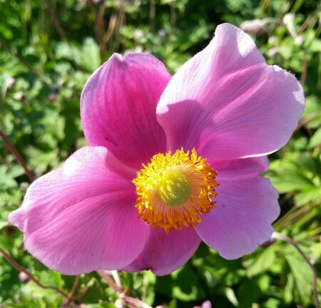 Anemone hup. 'September Charm' 2L