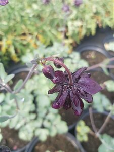 Aquilegia v. 'Black Barlow' 2L