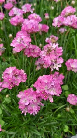 Armeria mar. 'Dusseldorfer Stolz' 2L - image 3