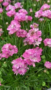 Armeria mar. 'Dusseldorfer Stolz' 2L - image 3