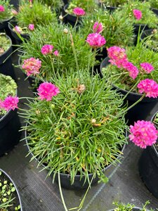 Armeria mar. 'Dusseldorfer Stolz' 2L - image 2