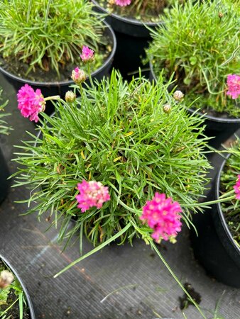 Armeria mar. 'Dusseldorfer Stolz' 2L - image 1