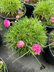Armeria mar. 'Dusseldorfer Stolz' 2L