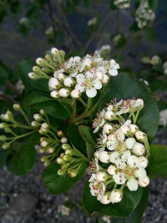 Aronia melanocarpa 100-125 25L