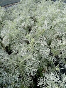 Artemisia Powis Castle 2L