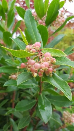 Arbutus unedo 175-200 60L - image 2