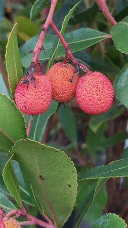Arbutus unedo 175-200 60L - image 1