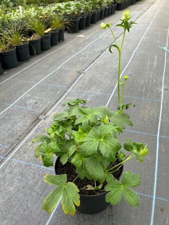 Astrantia 'Buckland' 2L - image 1