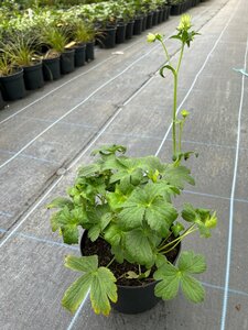 Astrantia 'Buckland' 2L - image 1