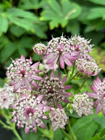 Astrantia maj. 'Primadonna' 2L - image 3