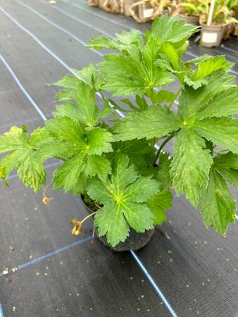 Astrantia maj. 'Primadonna' 2L - image 2