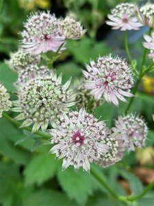 Astrantia maj. 'Primadonna' 2L