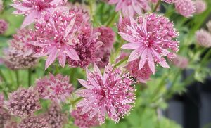 Astrantia maj. 'Roma' 2L - image 2