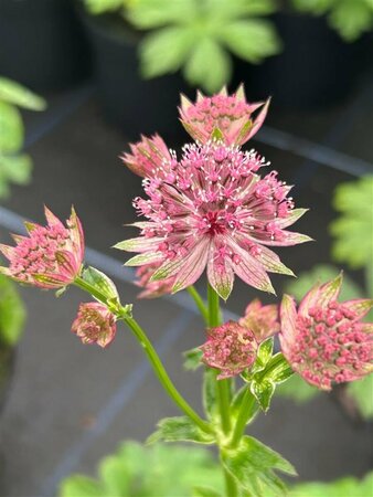 Astrantia maj. 'Roma' 2L - image 1