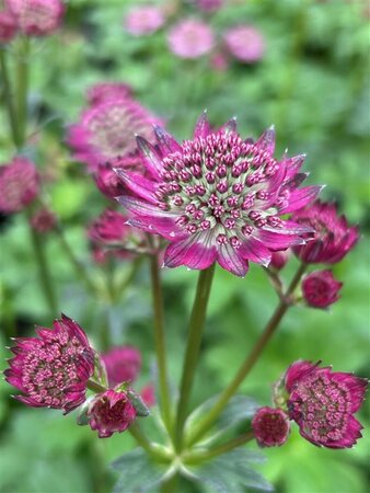 Astrantia maj. 'Star of Beauty' 2L - image 2