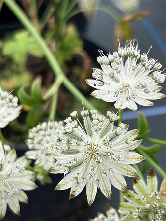 Astrantia maj. 'Shaggy' 2L - image 2