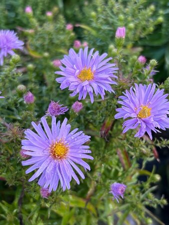 Aster (D) 'Prof. Anton Kippenberg' 2L - image 3