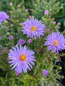 Aster (D) 'Prof. Anton Kippenberg' 2L - image 3
