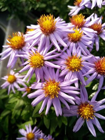 Aster (D) 'Prof. Anton Kippenberg' 2L - image 2