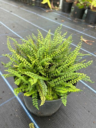 Asplenium trichomanes 3L - image 2