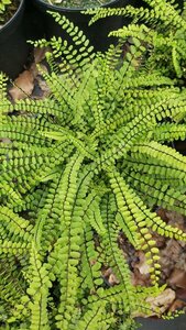 Asplenium trichomanes 3L