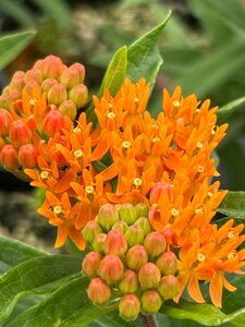 Asclepias tuberosa 2L