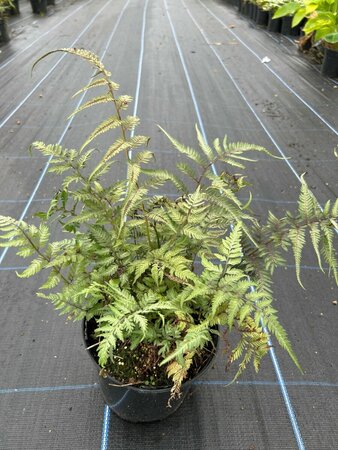 Athyrium niponicum pictum 3L - image 1
