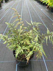 Athyrium niponicum pictum 3L