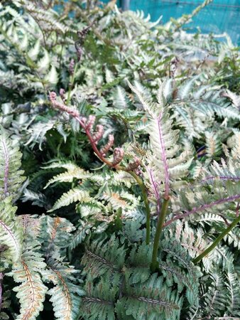 Athyrium niponicum pictum 3L - image 2