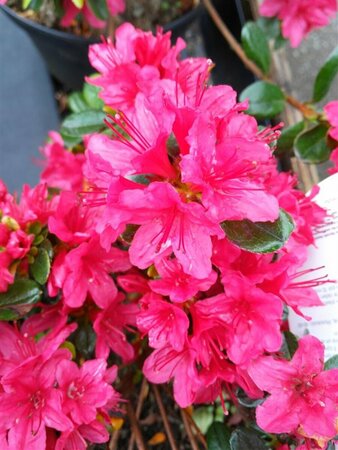 Azalea  japonica in cultivar* 3L - image 3