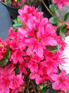 Azalea  japonica in cultivar* 3L - image 3