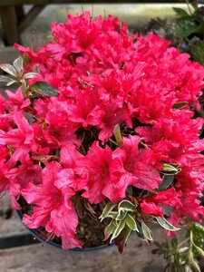 Azalea  japonica in cultivar* 3L