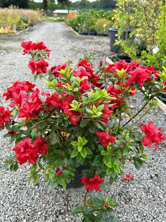 Azalea  japonica in cultivar* 10L - image 3