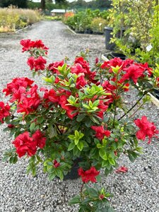 Azalea  japonica in cultivar* 10L - image 3
