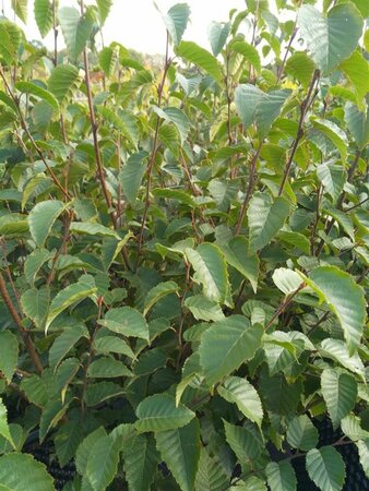 Betula albosin. 'Fascination' 275-300 Multi Stem 120L Airpot